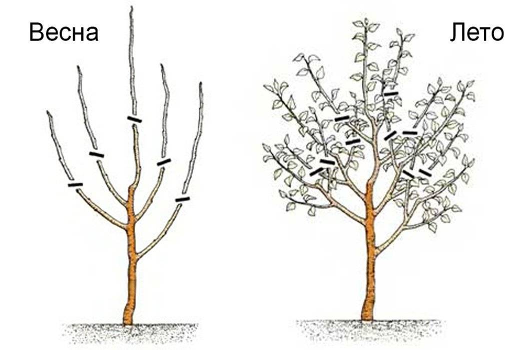 Выращивание фундука: посадка на своем участке садовой формы лещины