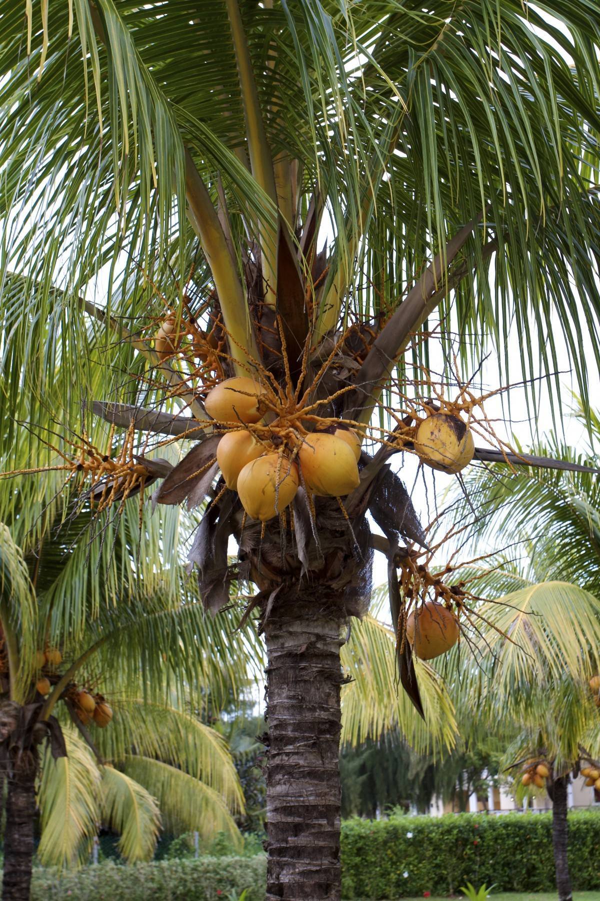 Как растут кокосы - они растут на кокосовой пальме преимущественно в юго-восточной азии