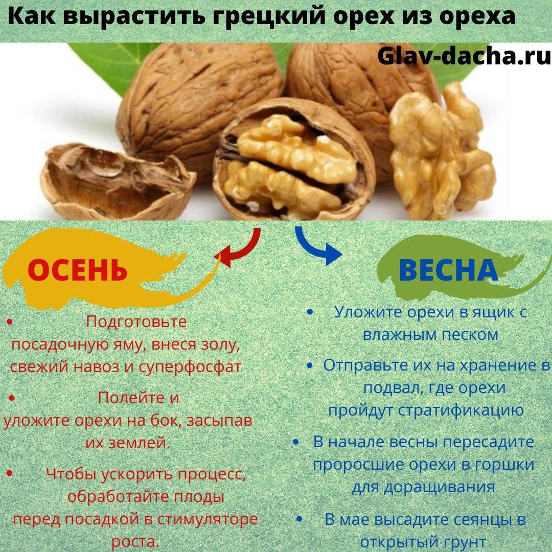 Грецкий орех: посадка семенами и саженцами, уход