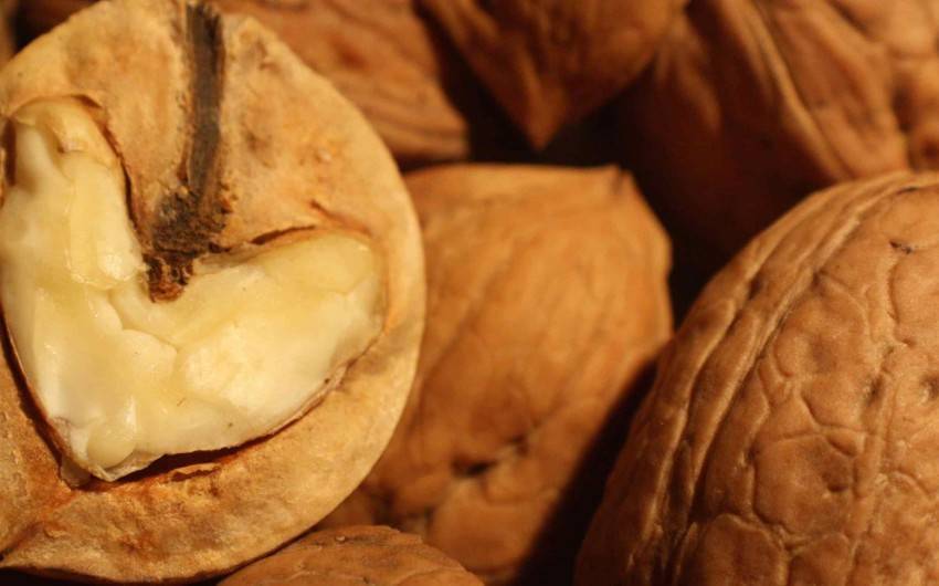 Грецкие орехи: польза и вред для организма | пища это лекарство