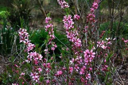 Виды и сорта миндаля и их фото: калифорнийский, дикий, обыкновенный, розовый и трехлопастный