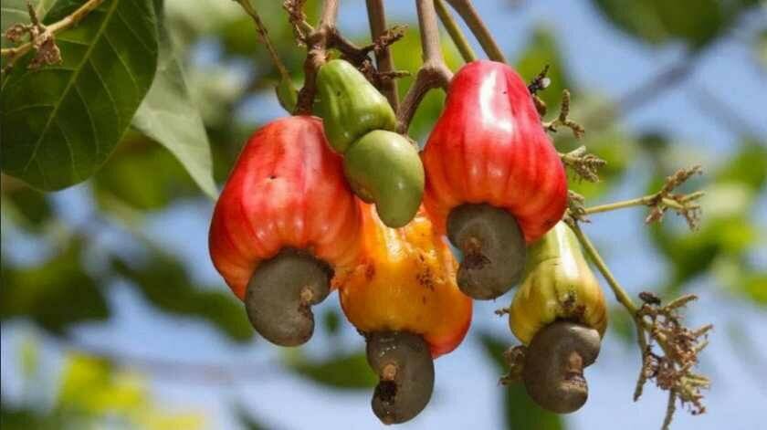 Кешью: как растет в природе ореховое дерево, как выглядит плод в скорлупе, а также орешки без оболочки, где выращивают продукт, в каких странах, как добывают ядра?