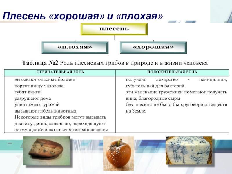 Пищевые и лечебные свойства грибов