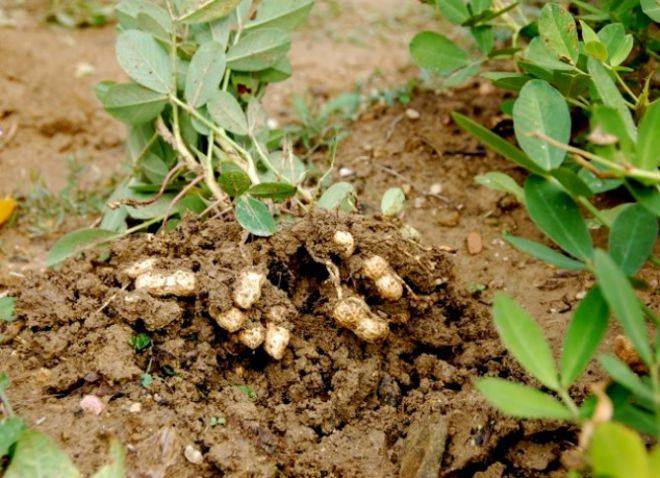 Арахис бизнес – бизнес-план выращивания арахиса с расчетами
