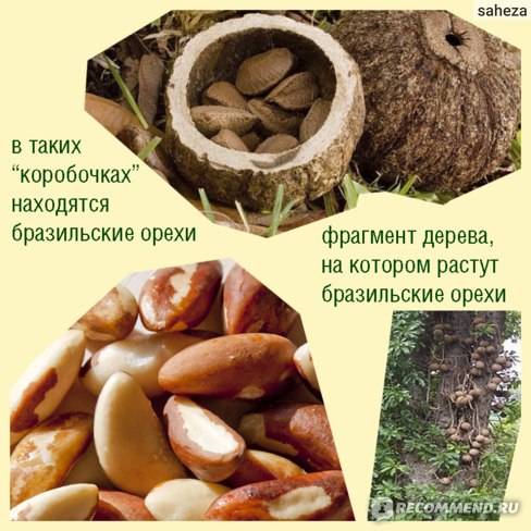 Ароматный фундук: какой химический состав, польза и вред ореха, чем он отличается от лещины по составу?