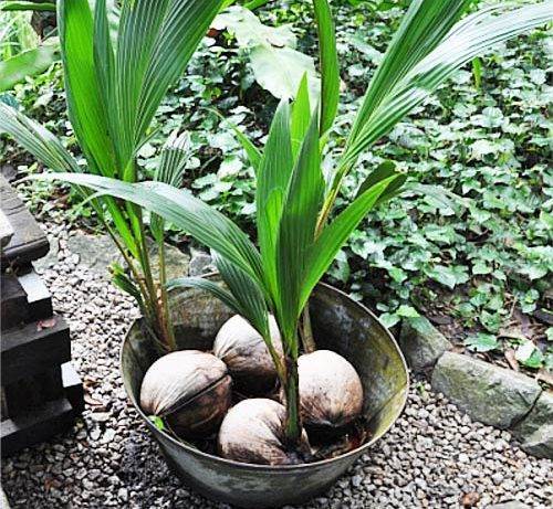 Как вырастить пальму из кокоса в домашних условиях. | floplants. о комнатных растениях
