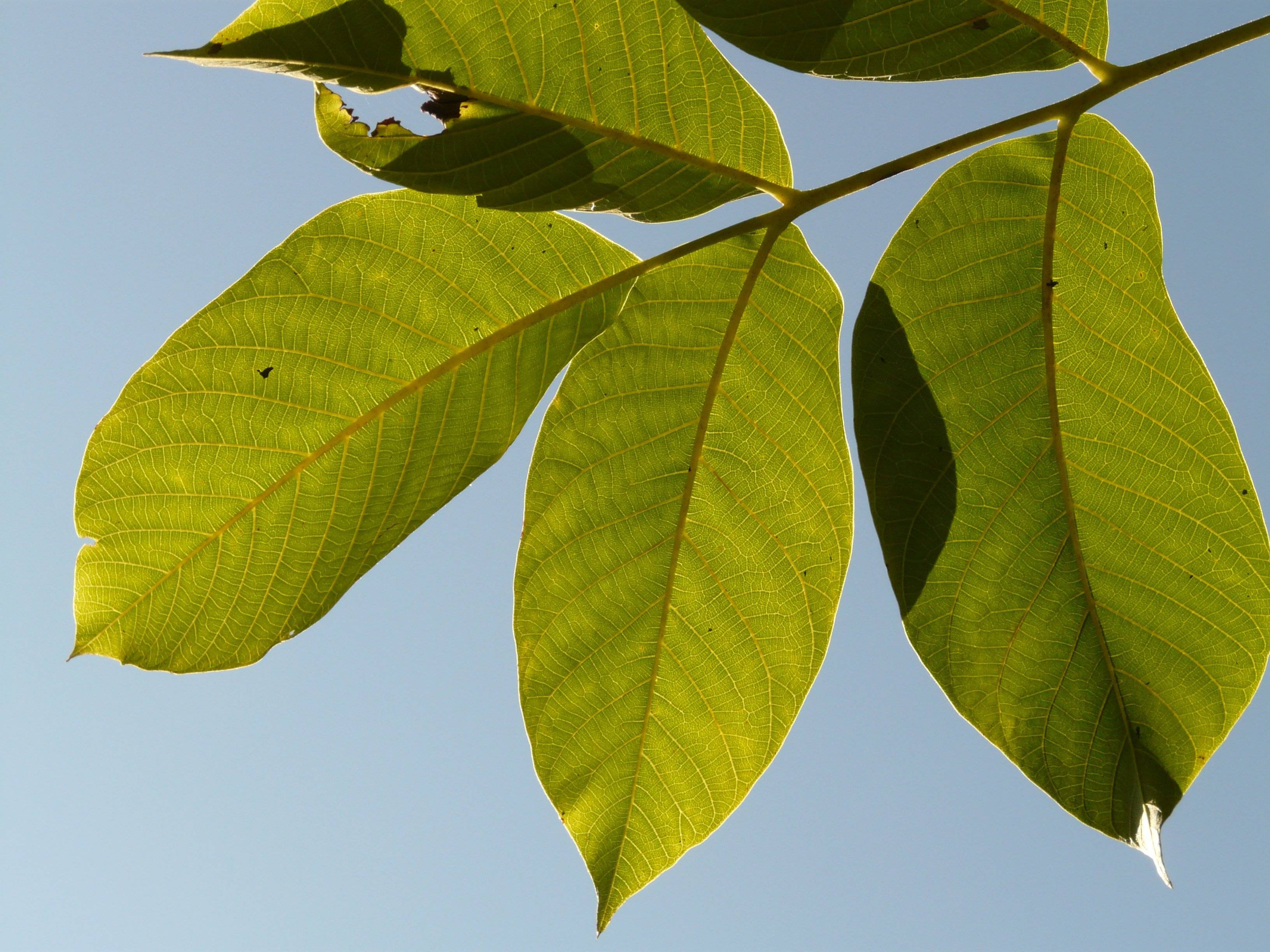 Польза листьев грецкого ореха для организма