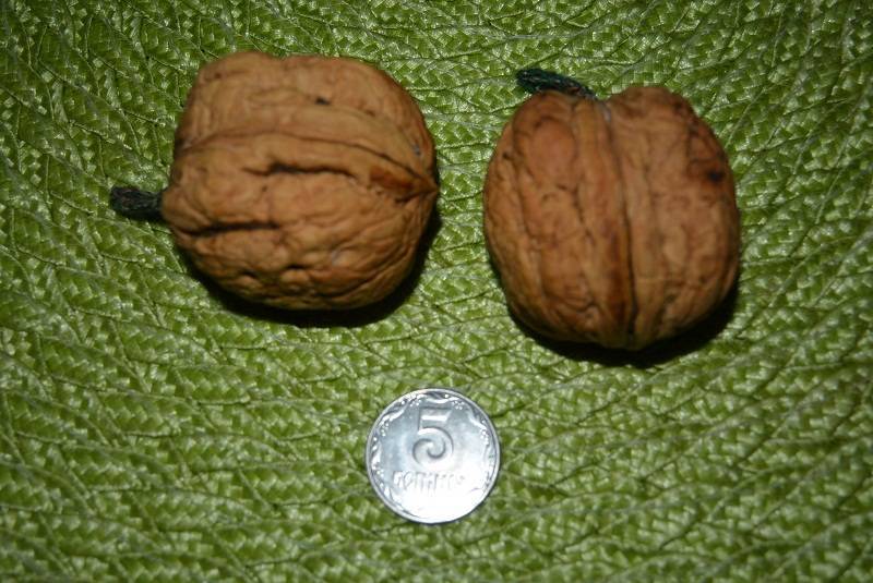 Как посадить грецкий орех из ореха осенью в домашних условиях