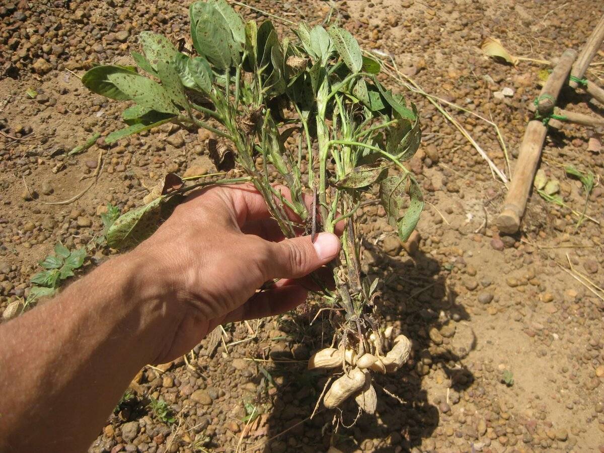 Арахис: выращивание в открытом грунте, как вырастить в украине и россии