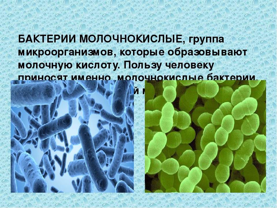 Группа молочнокислых бактерий: их физиолого-биохимические особенности, практическое значение, характеристика патогенных представителей молочнокислых бактерий