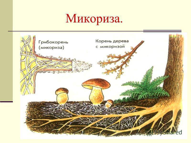 Что такое микориза в биологии? :: syl.ru