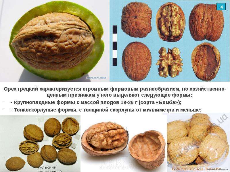 Грецкий орех: как растет дерево, посадка, уход, фото