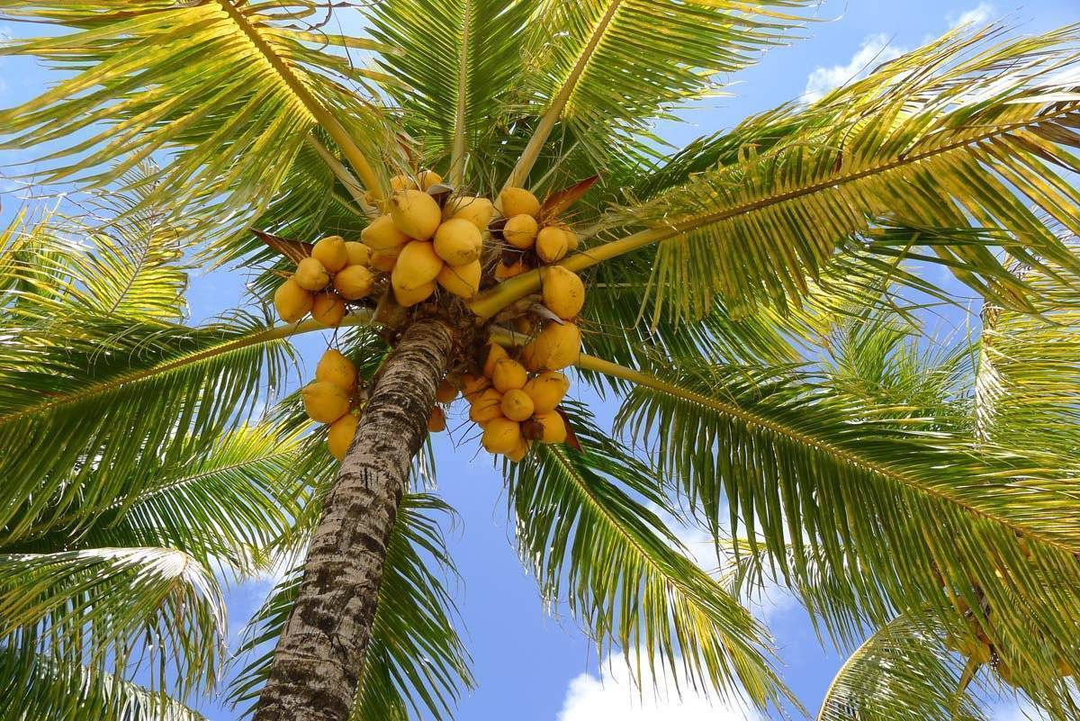 Кокосовая пальма в природе