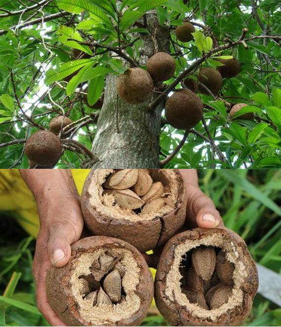 Лечебные свойства и противопоказания бразильского ореха