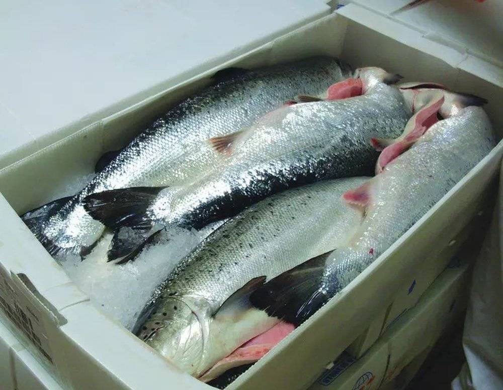 Сколько держать рыбу в соли перед сушкой: советы новичкам