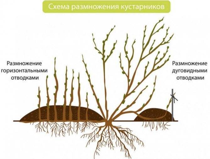 Выращивание фундука: посадка на своем участке садовой формы лещины