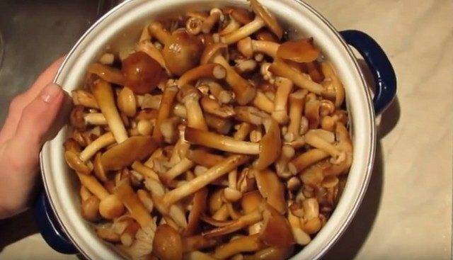 Засолка грибов холодным способом: рецепты приготовления