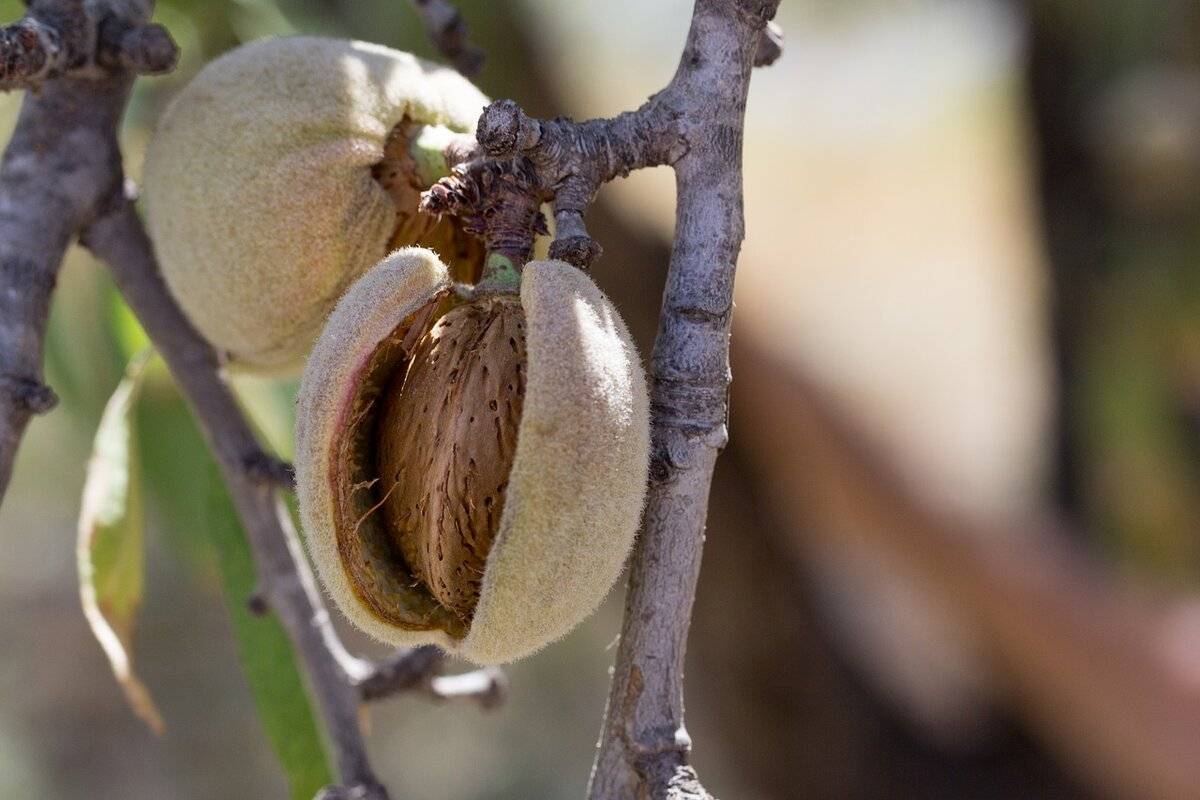 Где и как растет миндальный орех + фото
