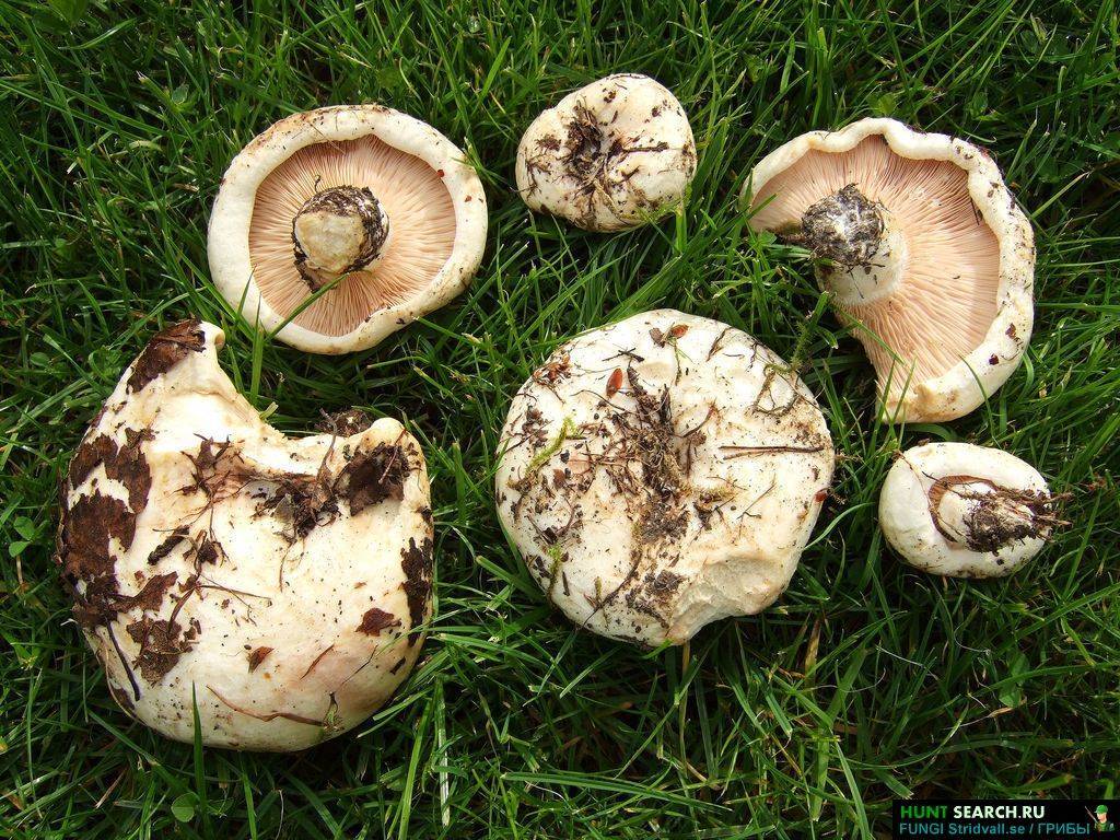 Грибы белянки что с ними делать. как солить грибы: пошаговые рецепты и советы