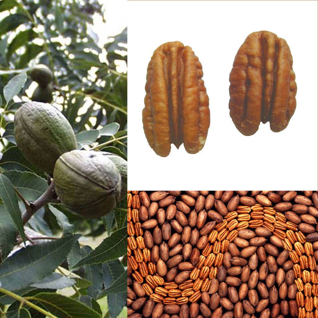 Когда и как собирают грецкие орехи — где и в каком месяце урожай