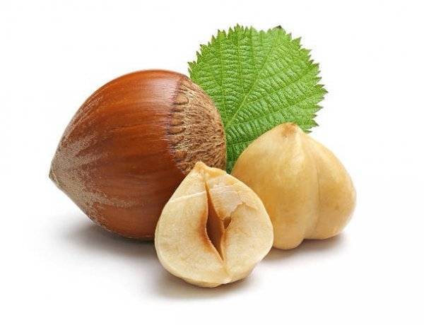 Орехи фундук: польза и вред для организма, калорийность, состав