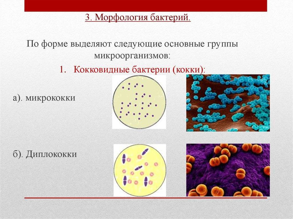 Морфология грибков