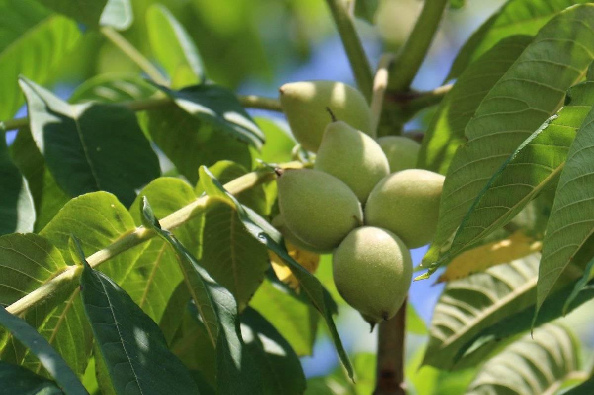 Маньчжурский орех: описание, посадка, советы по выращиванию и уходу за деревом