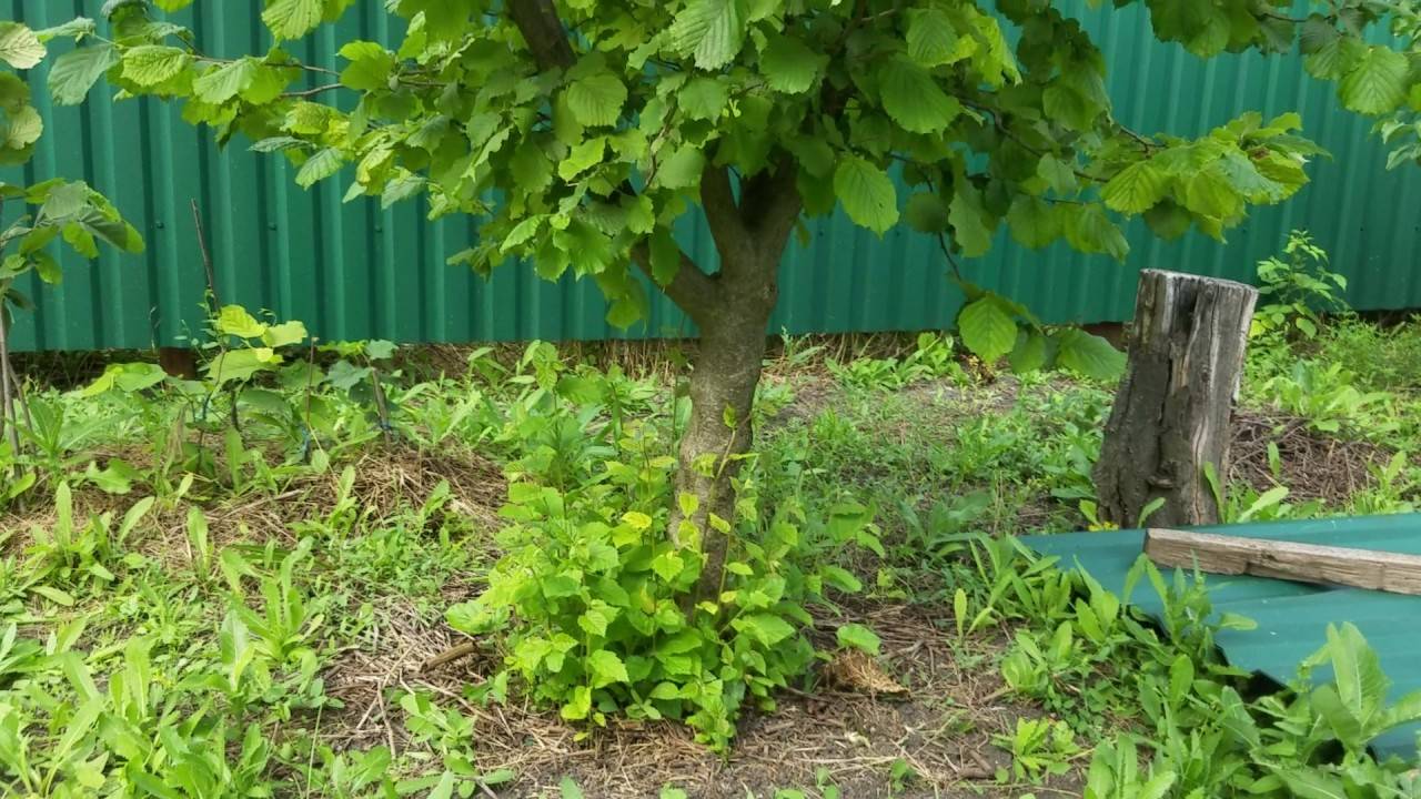 Промышленное выращивание фундука. инвестиции в сад фундука. сорт "трапезунд". агротехника. — портал ореховод