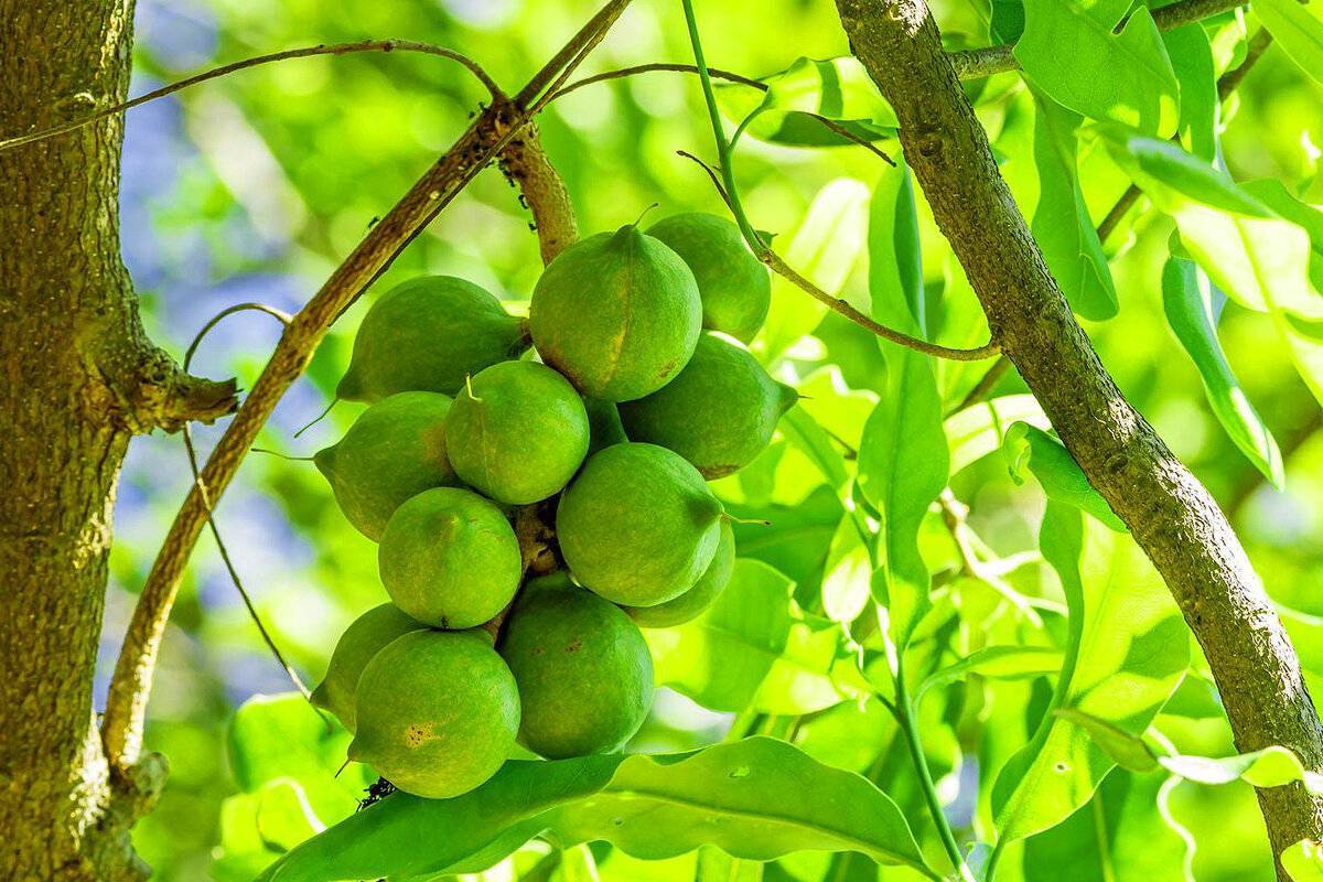 Сбор орехов макадамия: как и когда собирают урожай на производстве и в домашних условиях, а также определение зрелости плода и правила хранения
