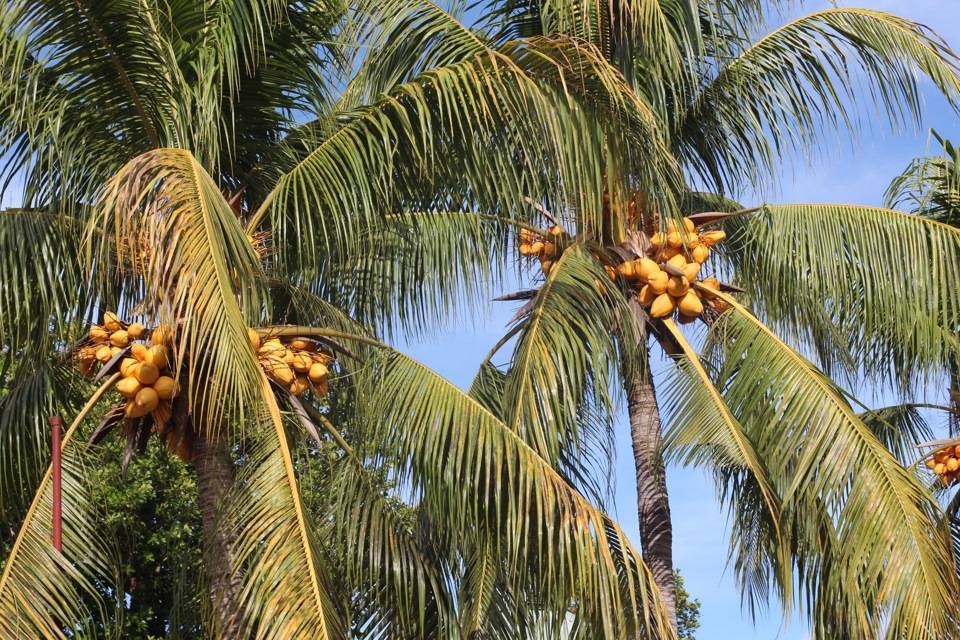 Финиковая пальма: в природе и дома.