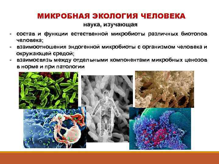 Реферат - распространение микробов в природе.