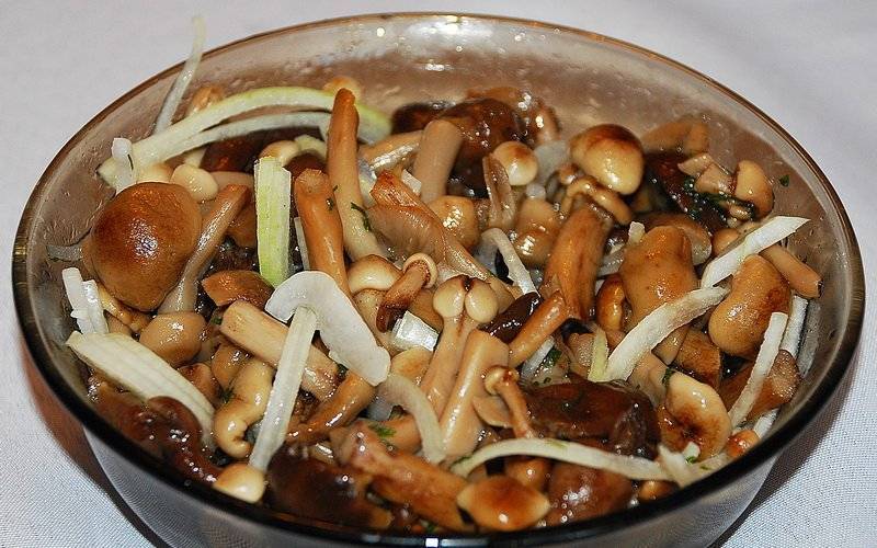 Как вкусно посолить грибы в домашних условиях: рецепты и советы