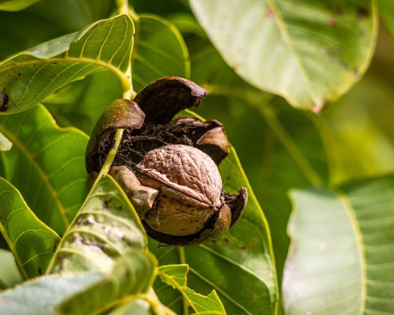 Почему чернеют грецкие орехи и другие болезни дерева, а также их лечение