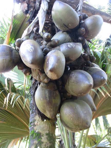 Коко-де-мер — чудо природы. где растет и чем полезен этот орех?