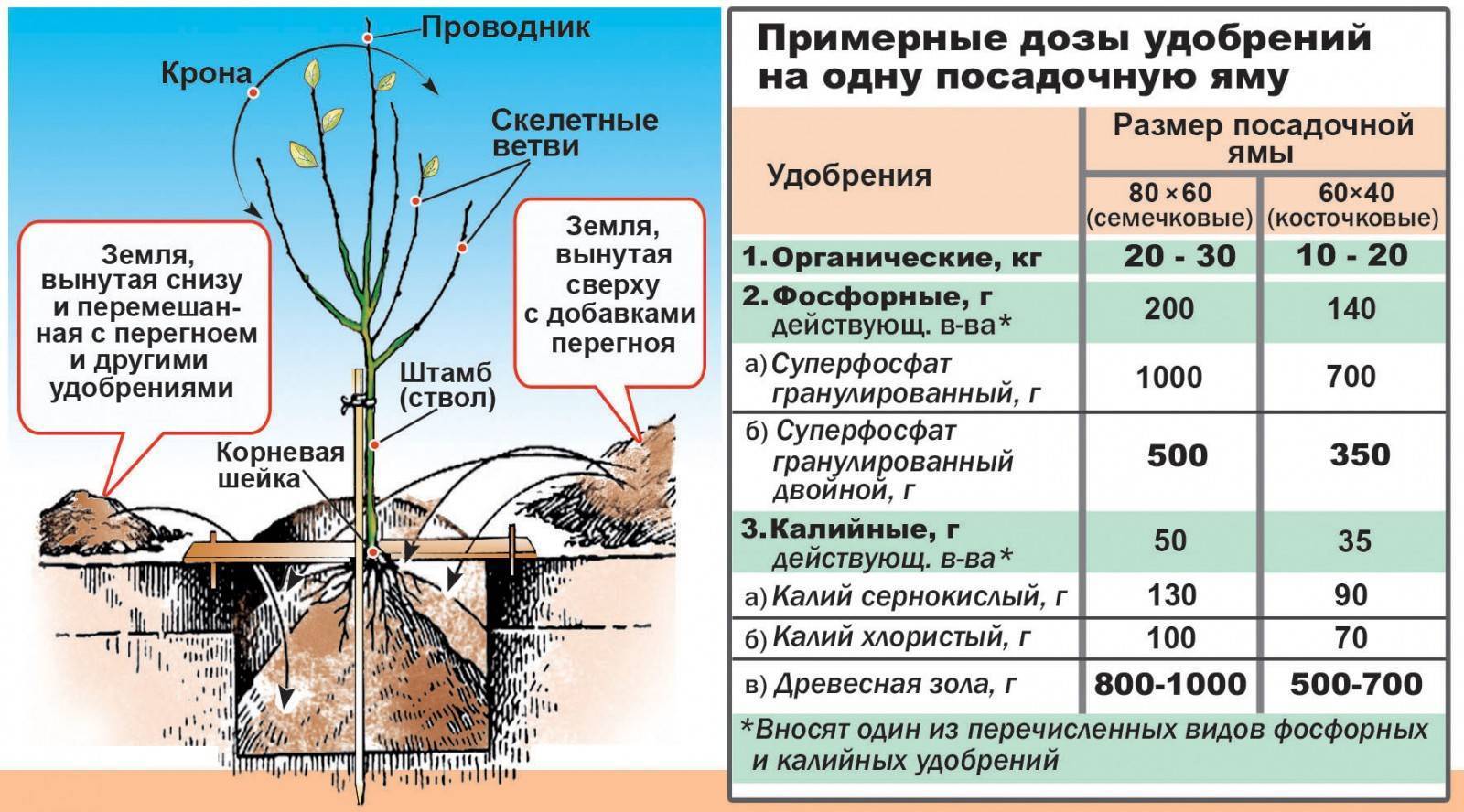 Почва для грецкого ореха: какую любит, как определить ее параметры и подготовить для посадки?