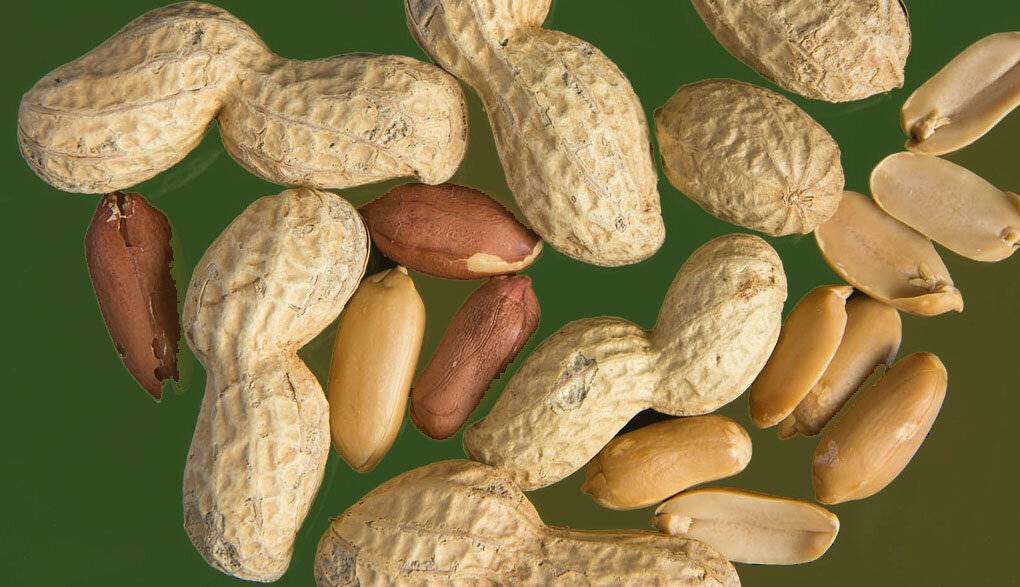 Где растет арахис, его польза и вред для женщин и мужчин + фото