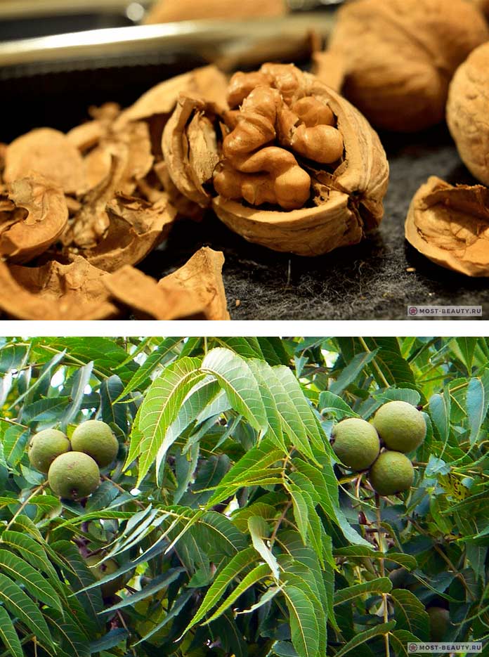 Польза и вред грецких орехов: калорийность, питательные и лечебные свойства ореха (135 фото)