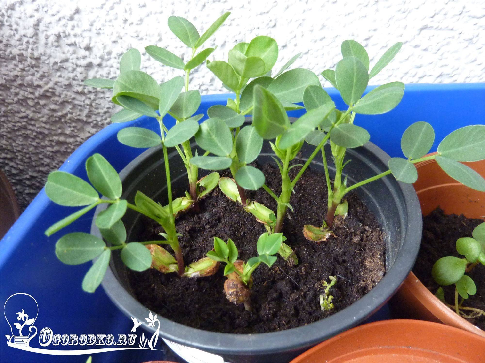Как правильно посадить и вырастить арахис на огороде: инструкция и полезные советы
