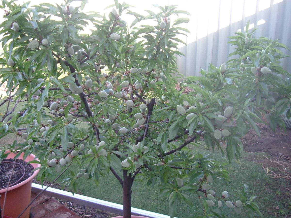 Скороплодный миндаль никитский 62 — описание и особенности выращивания этого плодового сорта