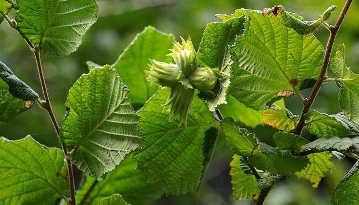 Листья, кора и плоды лещины - полезные свойства, противопоказания medistok.ru - жизнь без болезней и лекарств