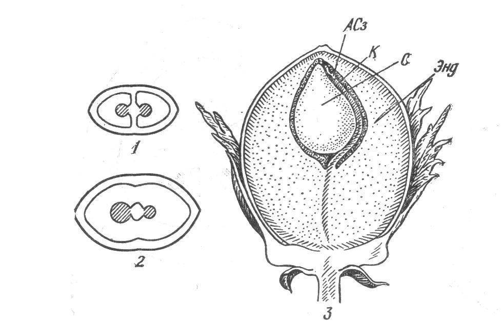 Анациклус (cлюногон): выращивание из семян, посадка и уход, фото