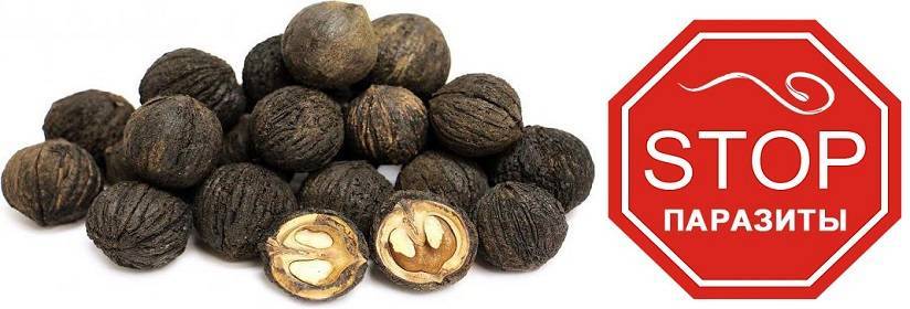 Полезные свойства и применение листьев черного ореха