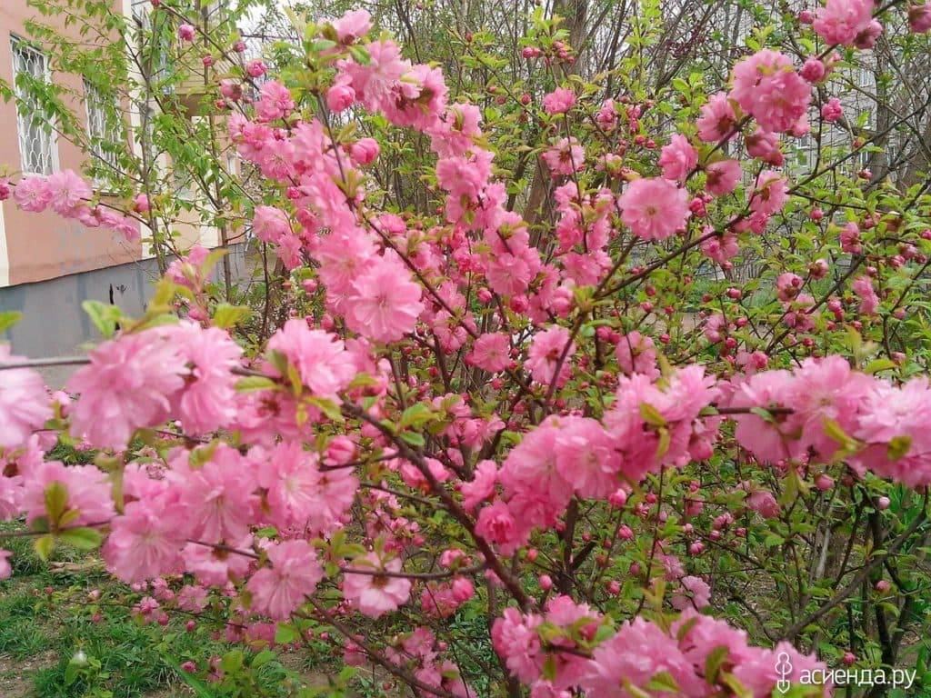 Декоративный кустовой миндаль розовый: посадка и уход в открытом грунте