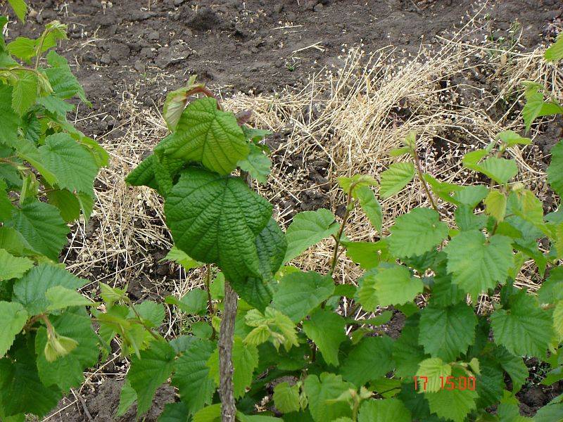 Выращиваем лесной орех (лещину или фундук) в условиях урала и сибири