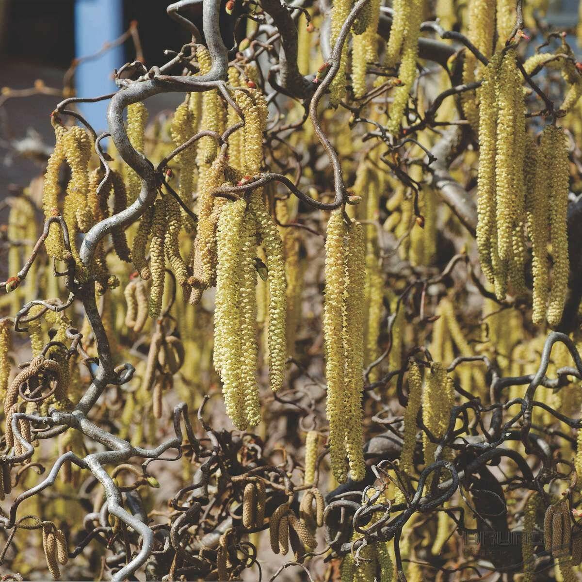 Фундук (лещина, орешник), описание сортов: трапезунд, кавказ, краснолистный и другие с фото