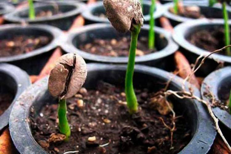 Как посадить кедр (из орешка, саженец) в домашних условиях на садовом участке пошагово с фото