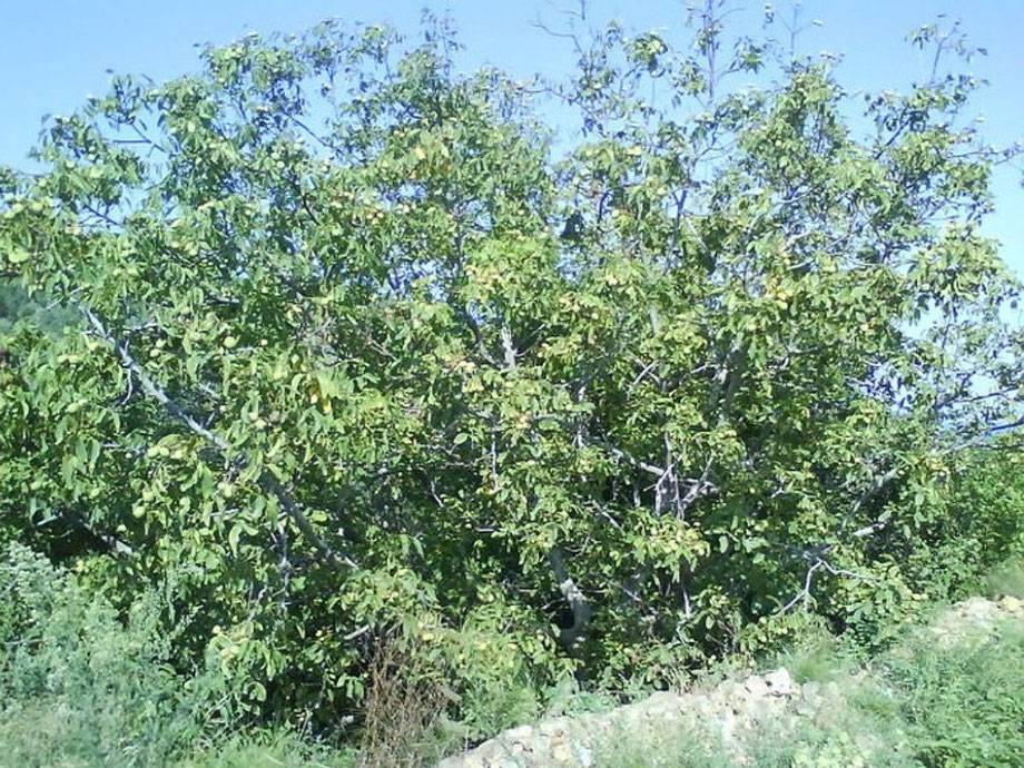 Особенности выращивания насаждений грецкого ореха с междурядным заполнением