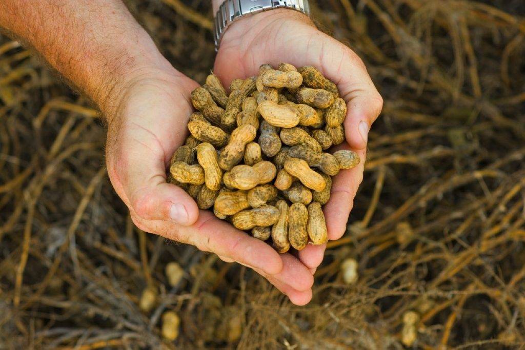 Как и где растет арахис в россии