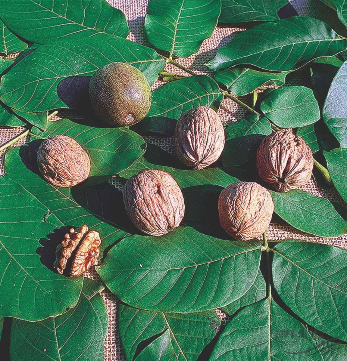 Описание грецкого ореха чандлер, выращивание и тонкости ухода