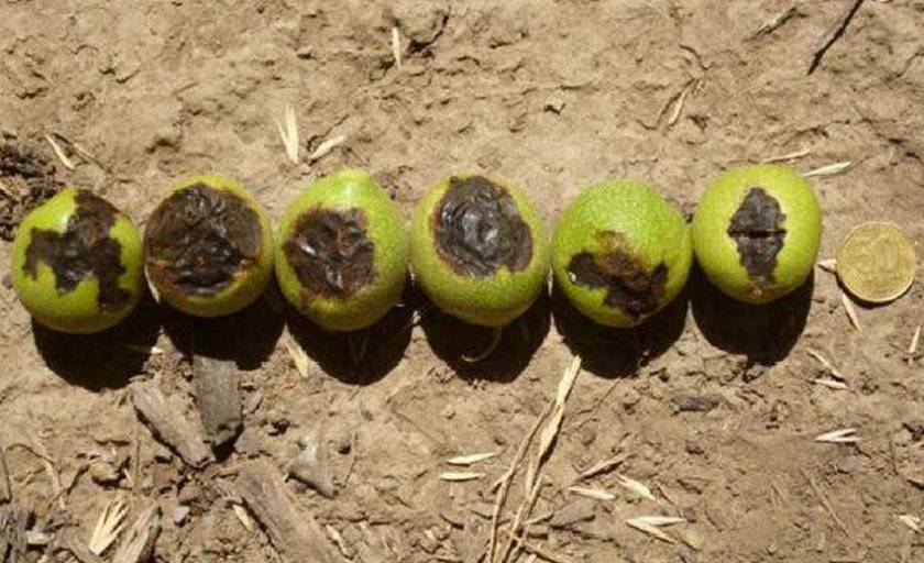 Лечение болезней грецкого ореха и борьба с вредителями: почему куст и его плоды сохнут, чем обработать ствол и иные части растения, как предотвратить поражение?